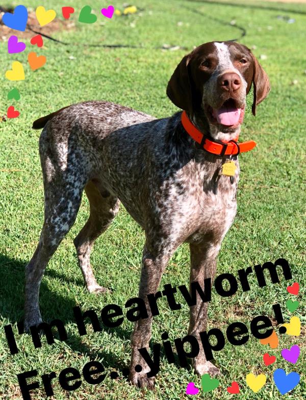 /Images/uploads/Southeast German Shorthaired Pointer Rescue/segspcalendarcontest2018/entries/9055thumb.jpg